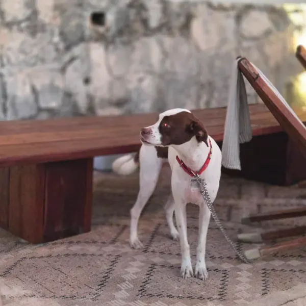 Dog Friendly Hotel Boutique Casa Lisa Acapulco Dog Friendly Hotel Boutique Casa Lisa Acapulco