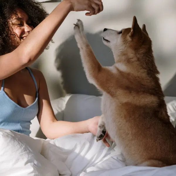 Dog Friendly Hotel Boutique Casa Lisa Acapulco Dog Friendly Hotel Boutique Casa Lisa Acapulco