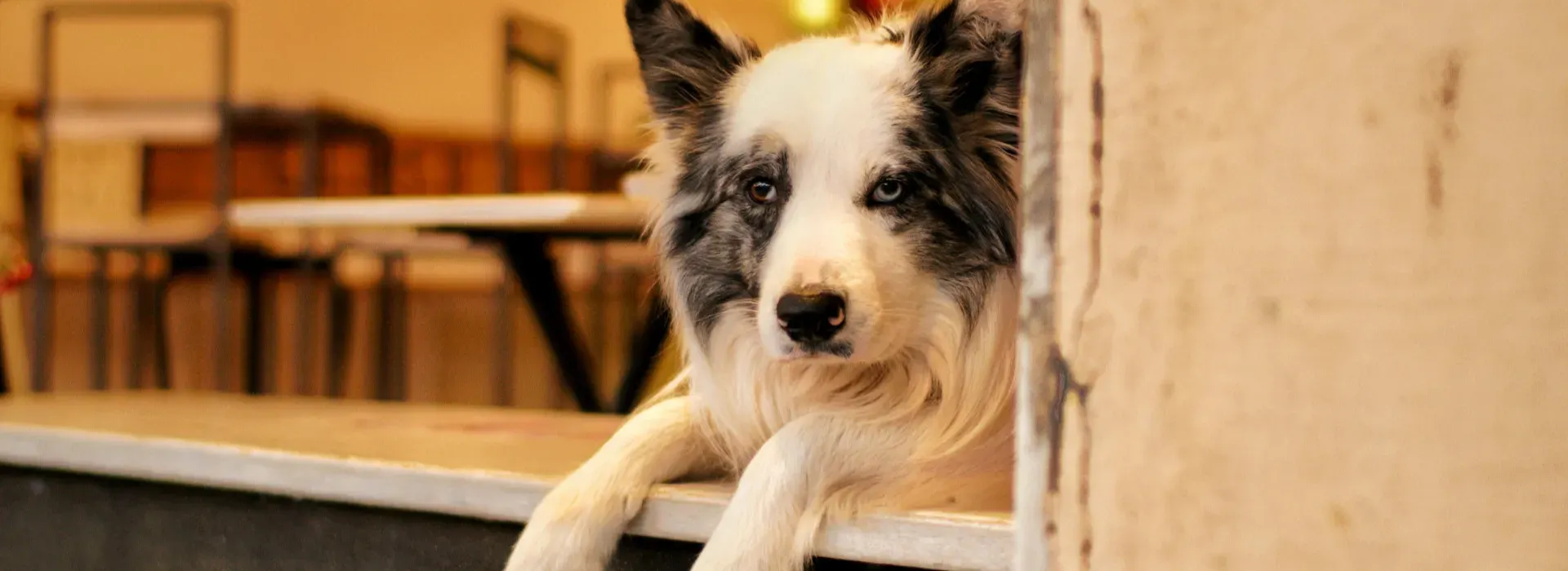 Dog friendly Hotel Boutique Casa Lisa Acapulco Dog friendly Hotel Boutique Casa Lisa Acapulco